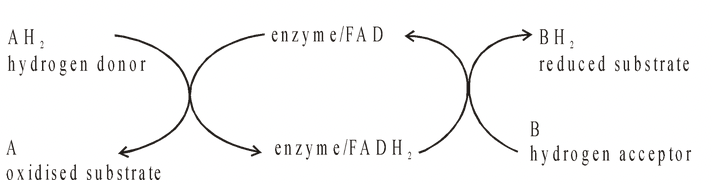 Chemical Nature of Enzymes