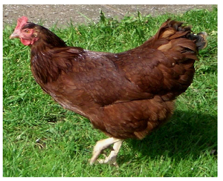 rhode_Island_Red