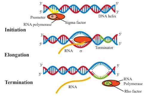 Transcription in bacteria