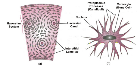 ANIMAL TISSUES