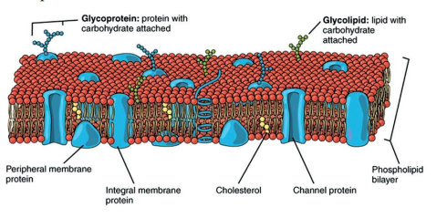 Plasma Membrane