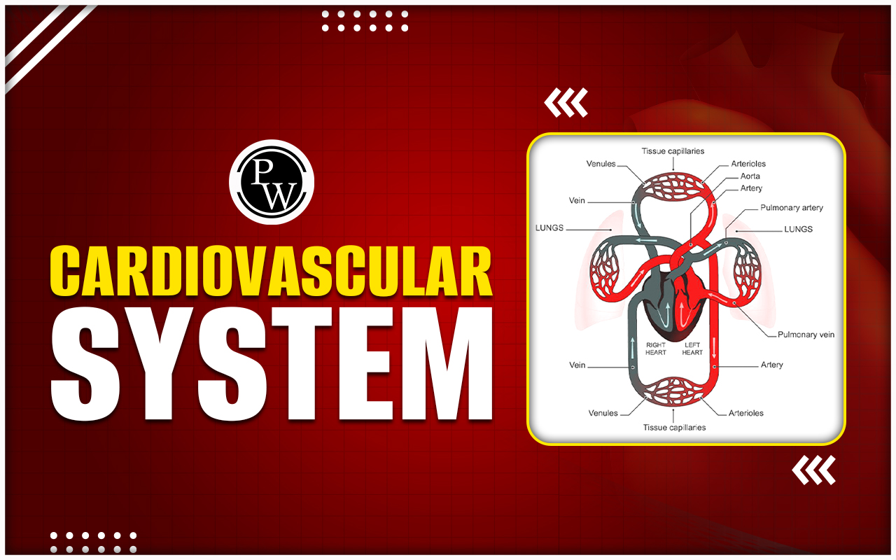 Cardiovascular System