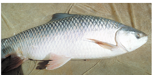 rohu