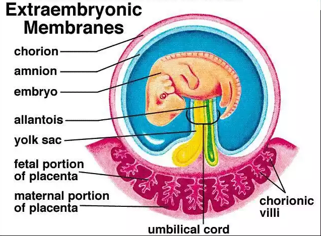 Extraembryonic Membranes