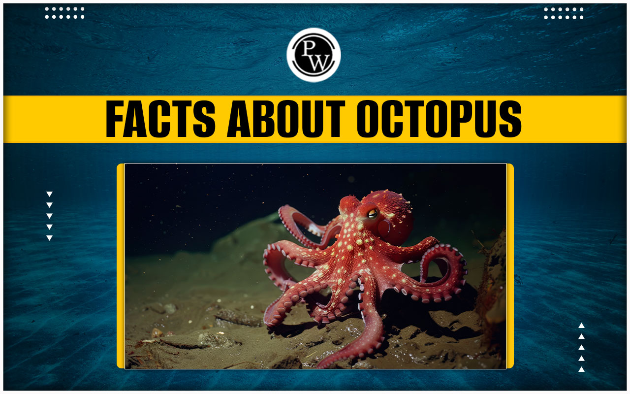 Octopus
