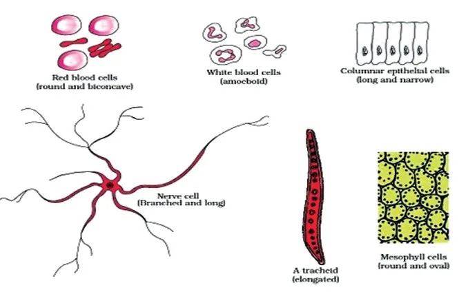 Types Of Cell - According to Size & Shape