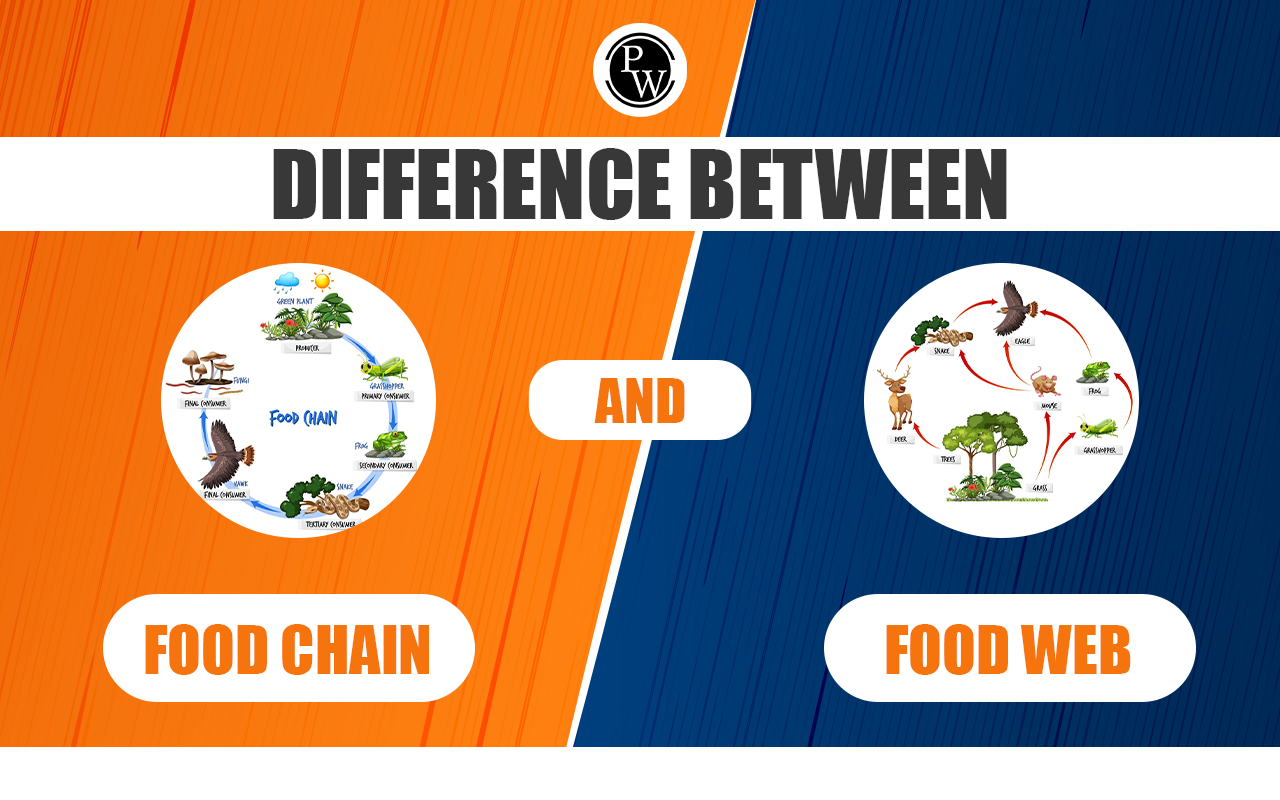 Difference Between Food Chain and Food Web