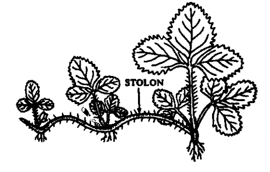 Stem