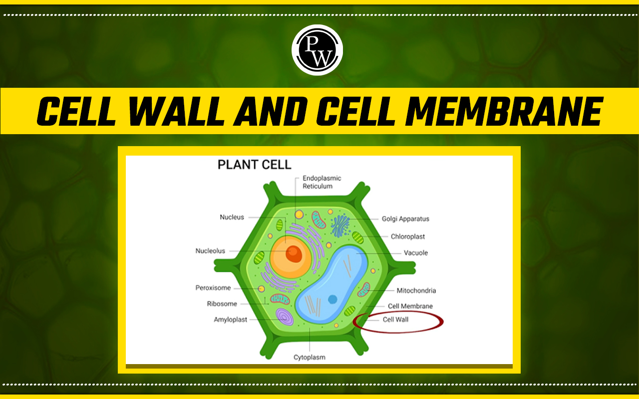 Cell Wall and Cell Membrane