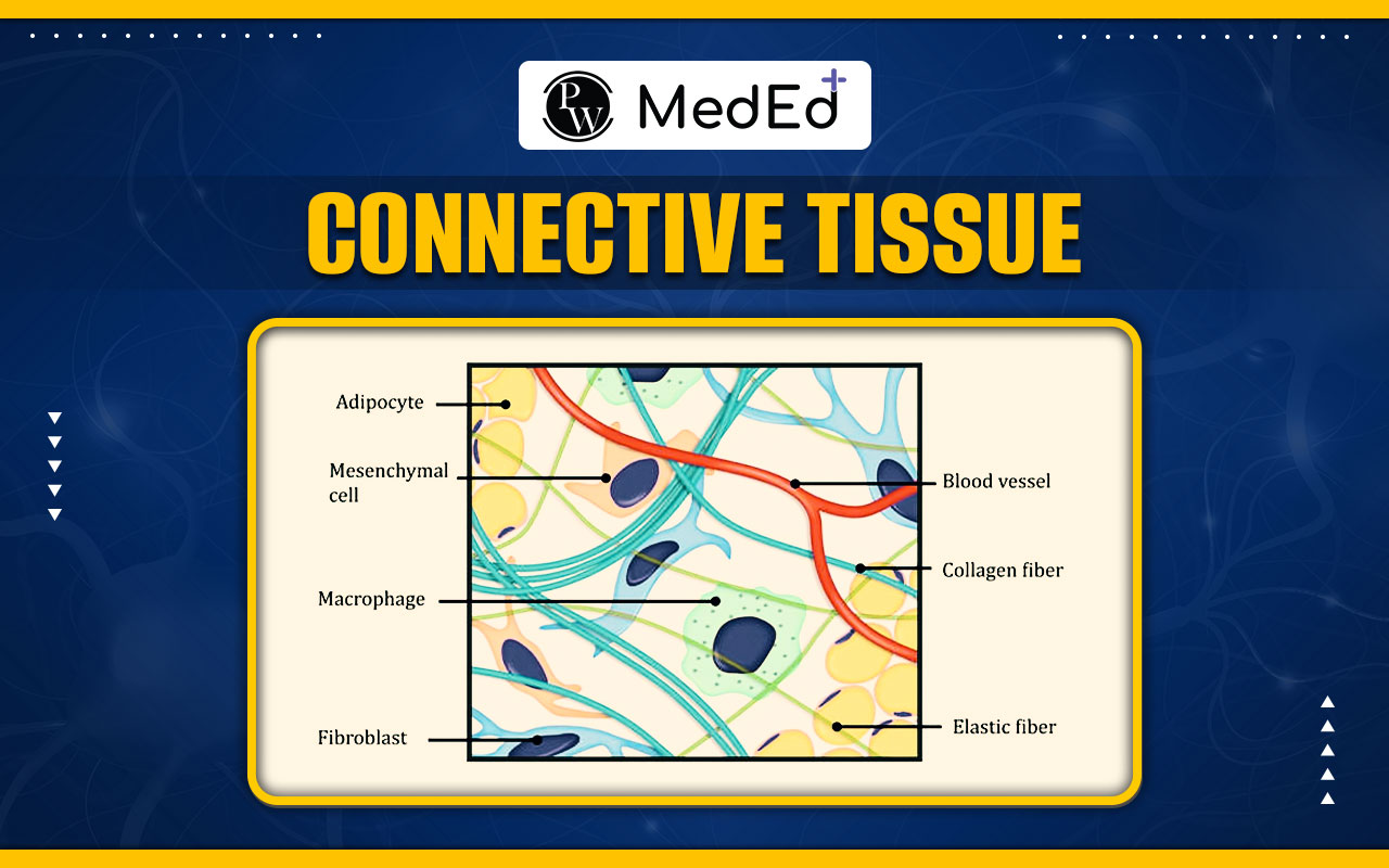 Connective Tissue, Definition, Components, & Function