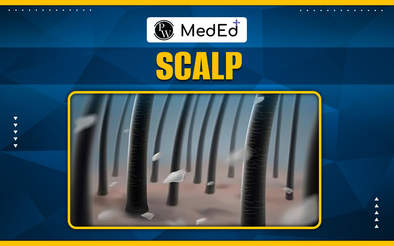 Scalp Anatomy, Skin, Pericranium, Connective Tissue