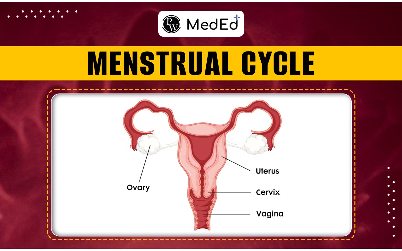 Menstrual Cycle Phases, Irregularity, and Treatments