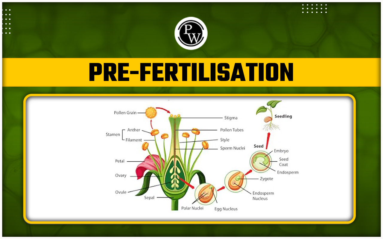 Pre-Fertilisation- Structures And Events in Flowering Plants