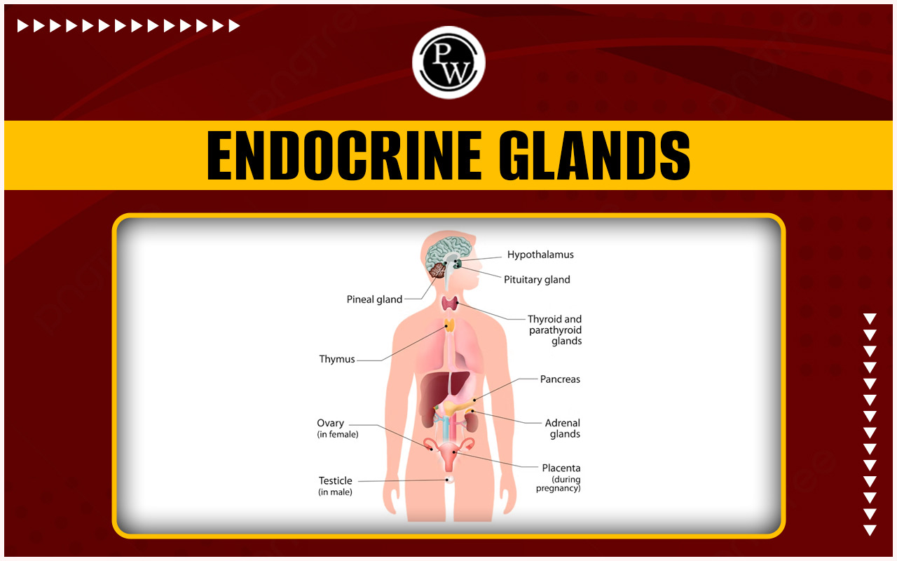 Endocrine Glands