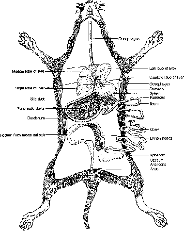 Digestive System of Rat