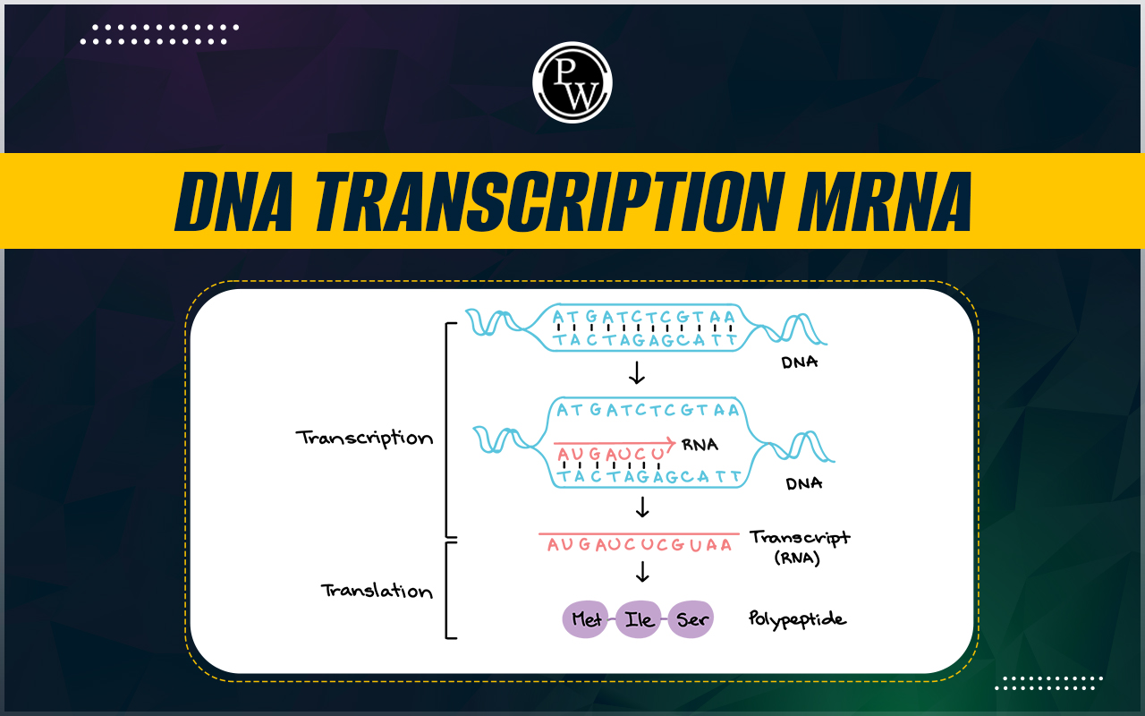 DNA Transcription mRNA