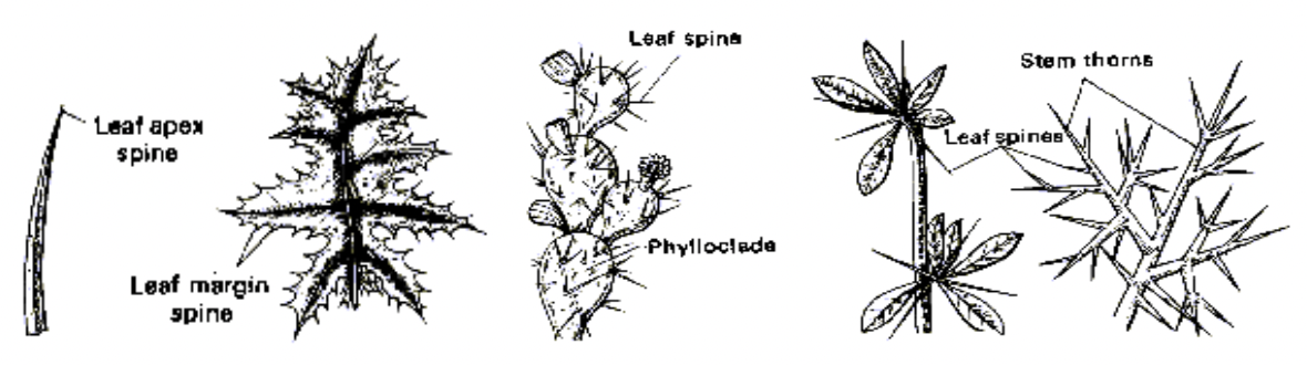 Phyllotaxy