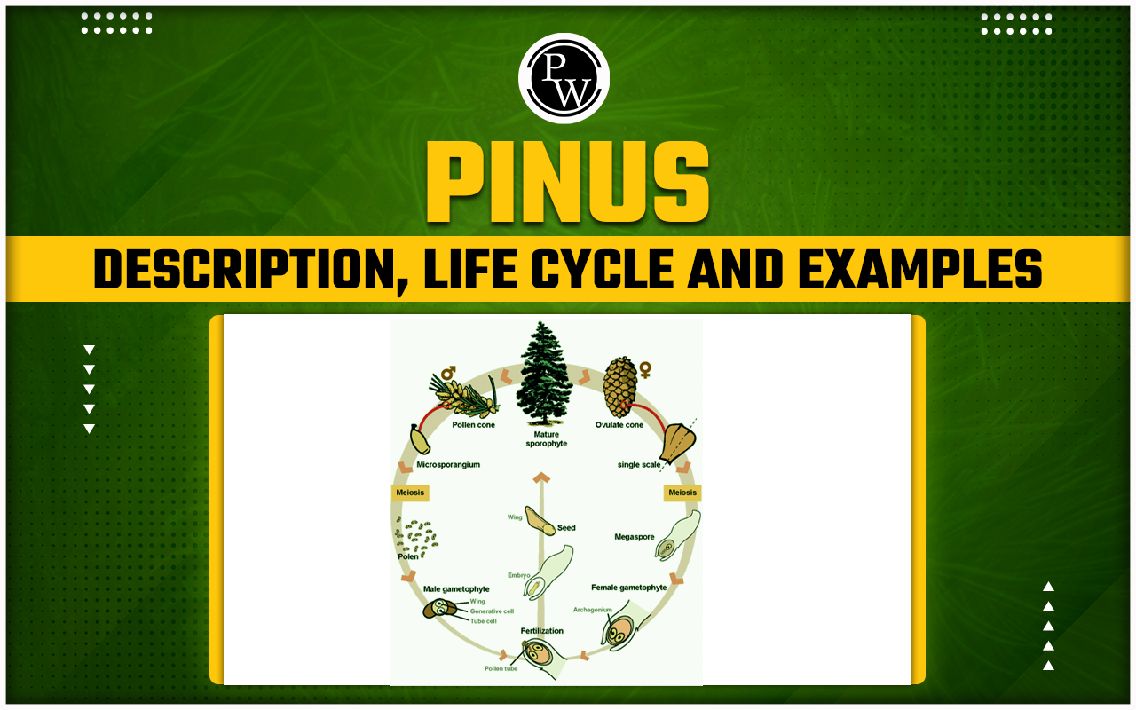 Pinus