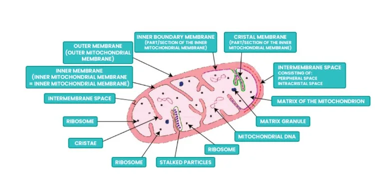 Mitochondria