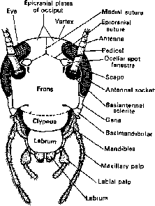 Cockroach Classification and Body Structure