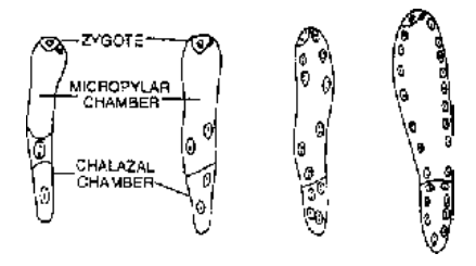 Microsporogenesis