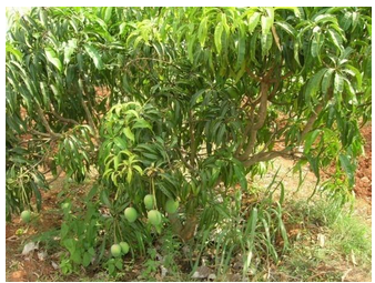 Cropping Pattern