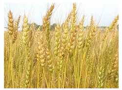 wheatjuly242006