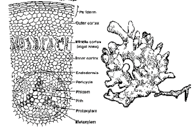 Gymnosperms