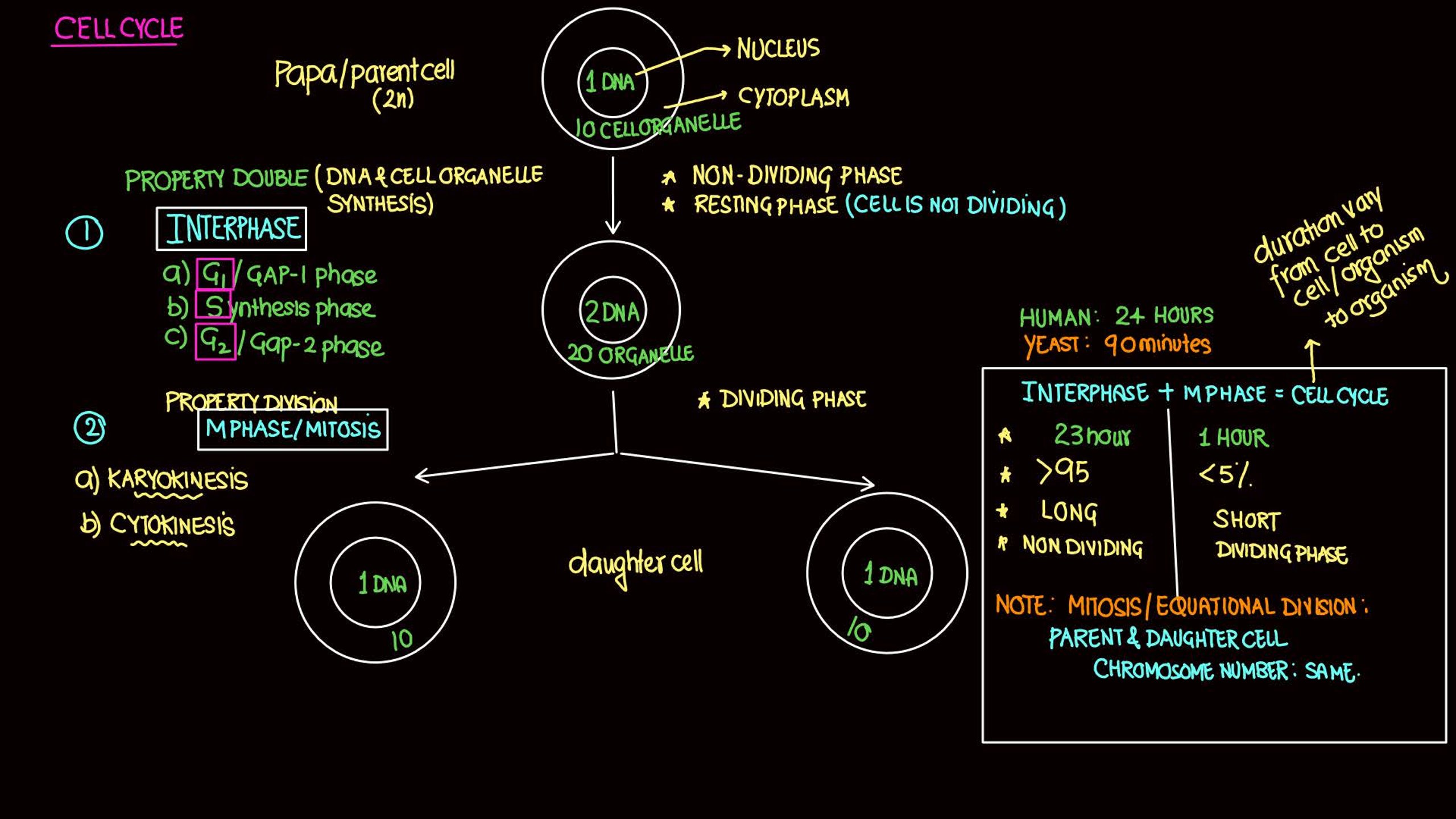 Cell Cycle and Cell Division NEET Notes