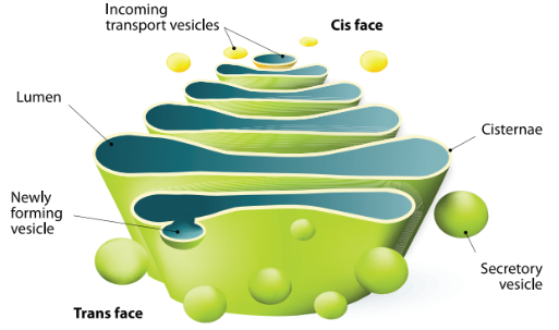 golgi apparatus diagram
