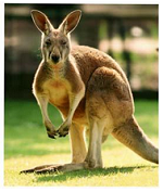 kingdom animalia classification