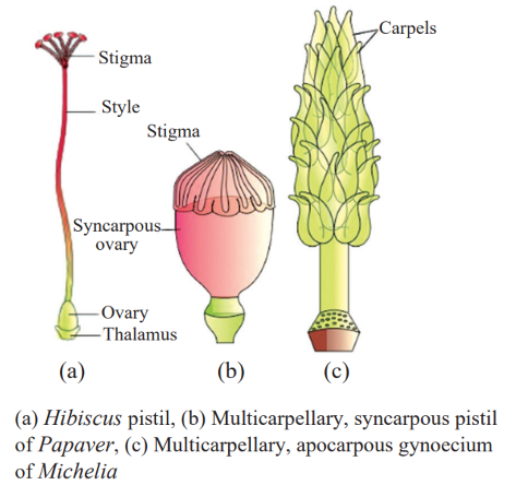 Structure of Pistil
