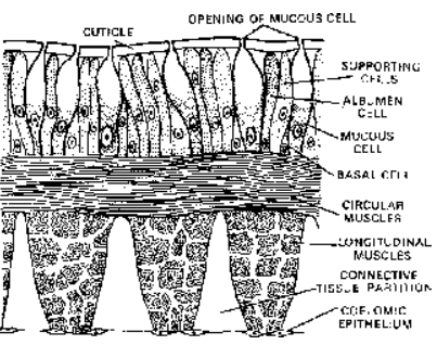 Earthworm Classification and Body wall