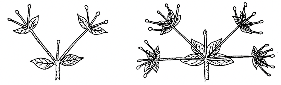 Stem