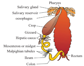 Alimentary Canal of Cockroach Diagram