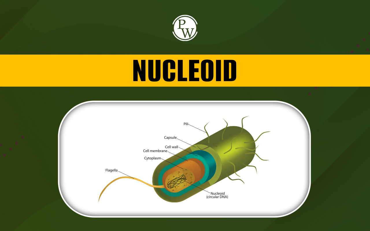 Nucleoid, Definition, Structure, and Functions, and Importance