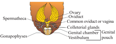 Female Reproductive System Diagram