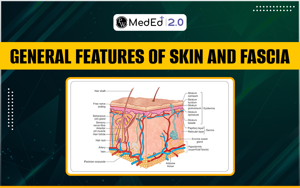 General features of skin and fascia