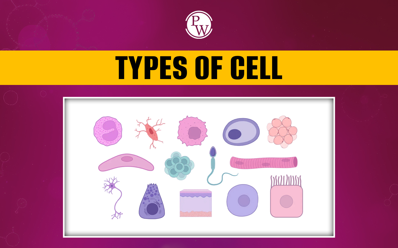Types of Cell