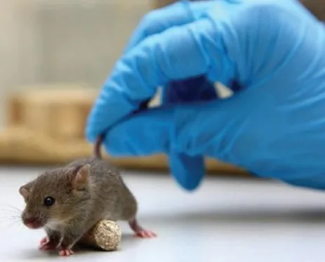 Vaccine Production 