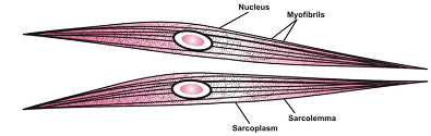 ANIMAL TISSUES