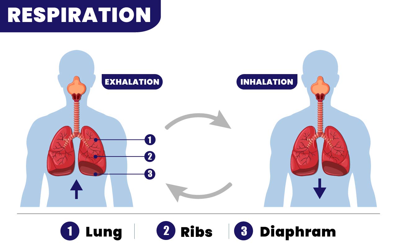 Cellular Respiration - Definition, Steps, Types Objectives