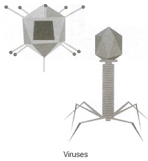 viruses