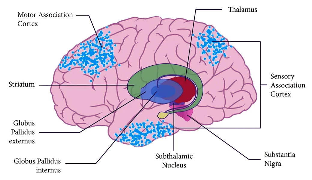 Thalamus Diagram