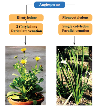 Angiosperms