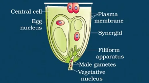 Pollen pistil interaction