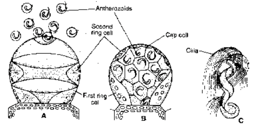 Dryopteris