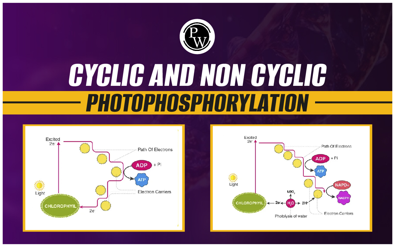 Cyclic And Non-Cyclic Photophosphorylation