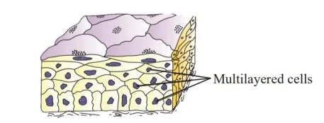 Compound Epithelium 