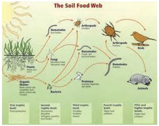 biodiversity